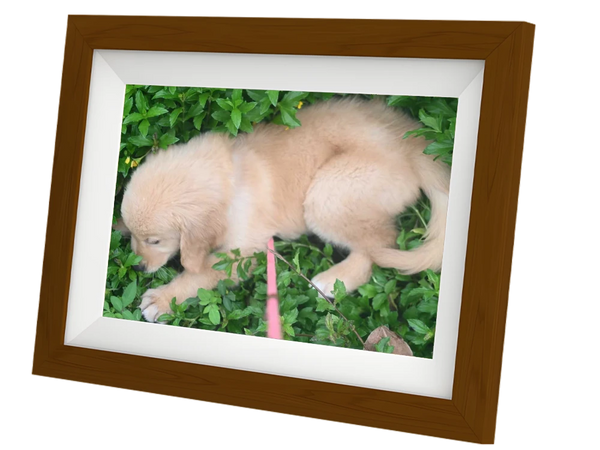 Cute Golden Retriever puppy photo displayed on a digital frame, a perfect gift for pet owners.